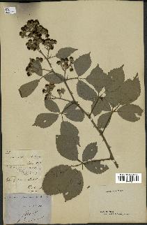 spécimen de Rubus thyrsoideus
