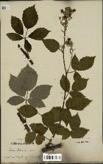 spécimen de Rubus thyrsoideus