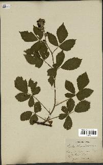 spécimen de Rubus thyrsoideus