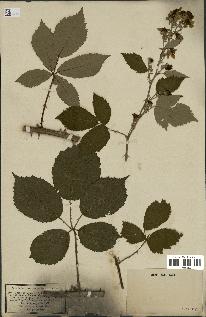 spécimen de Rubus thyrsoideus