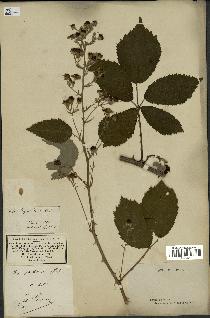 spécimen de Rubus thyrsoideus