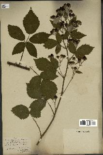 spécimen de Rubus thyrsoideus