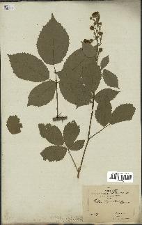 spécimen de Rubus thyrsoideus