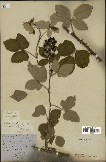 spécimen de Rubus thyrsoideus