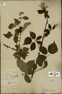 spécimen de Rubus thyrsoideus