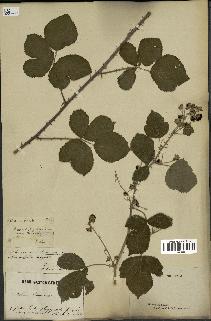 spécimen de Rubus thamnocharis