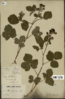 spécimen de Rubus thamnocharis