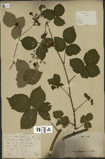 spécimen de Rubus thamnocharis