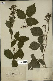 spécimen de Rubus thyrsiflorus