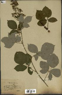 spécimen de Rubus thyrsoideus