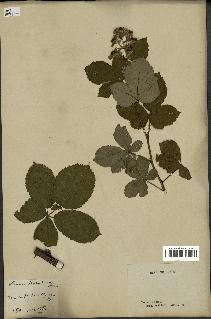 spécimen de Rubus thyrsoideus