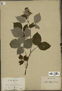 spécimen de Rubus thyrsoideus