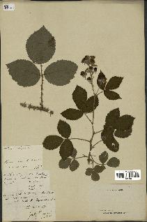 spécimen de Rubus thyrsoideus
