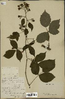 spécimen de Rubus thyrsoideus