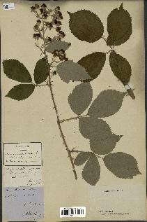 spécimen de Rubus thyrsoideus