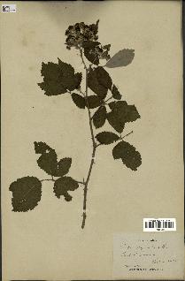 spécimen de Rubus thyrsoideus