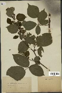 spécimen de Rubus thyrsoideus