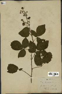 spécimen de Rubus thyrsoideus