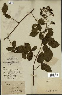 spécimen de Rubus thyrsoideus