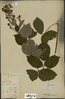 spécimen de Rubus thyrsoideus