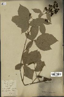 spécimen de Rubus thyrsoideus