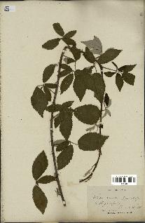 spécimen de Rubus tomentosus