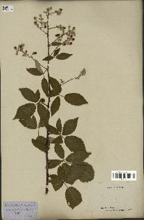 spécimen de Rubus tomentosus