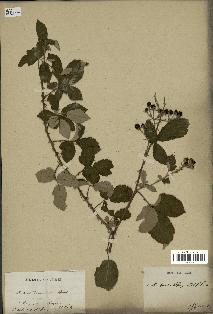 spécimen de Rubus tomentosus