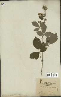 spécimen de Rubus tomentosus