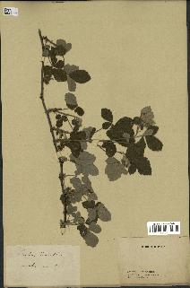 spécimen de Rubus tomentosus