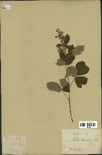 spécimen de Rubus tomentosus