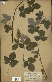 spécimen de Rubus tomentosus