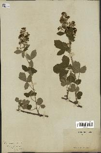spécimen de Rubus tomentosus