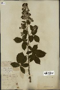 spécimen de Rubus tomentosus