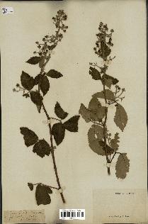 spécimen de Rubus tomentosus