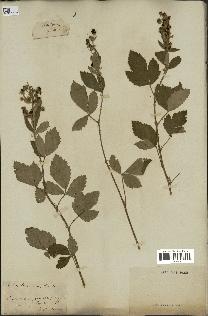 spécimen de Rubus tomentosus
