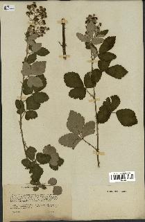 spécimen de Rubus tomentosus