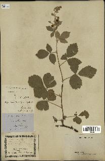 spécimen de Rubus tomentosus