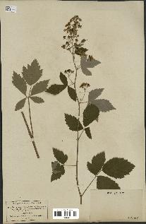 spécimen de Rubus tomentosus