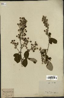 spécimen de Rubus tomentosus