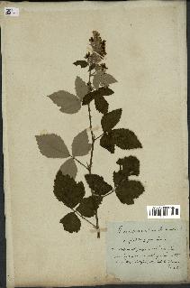 spécimen de Rubus tomentosus