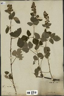 spécimen de Rubus tomentosus