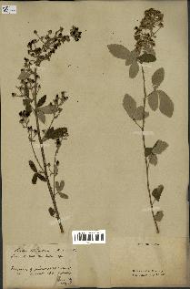 spécimen de Rubus tomentosus