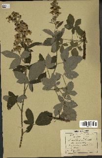 spécimen de Rubus tomentosus