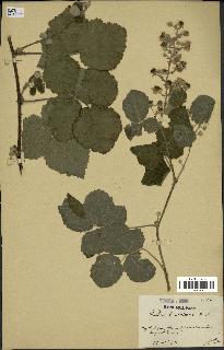 spécimen de Rubus tomentosus