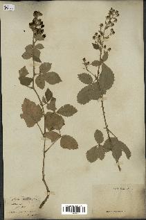 spécimen de Rubus tomentosus