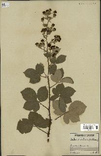spécimen de Rubus tomentosus