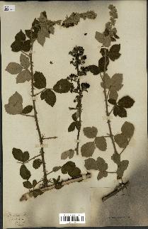 spécimen de Rubus tomentosus