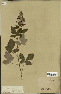 spécimen de Rubus tomentosus
