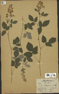 spécimen de Rubus tomentosus